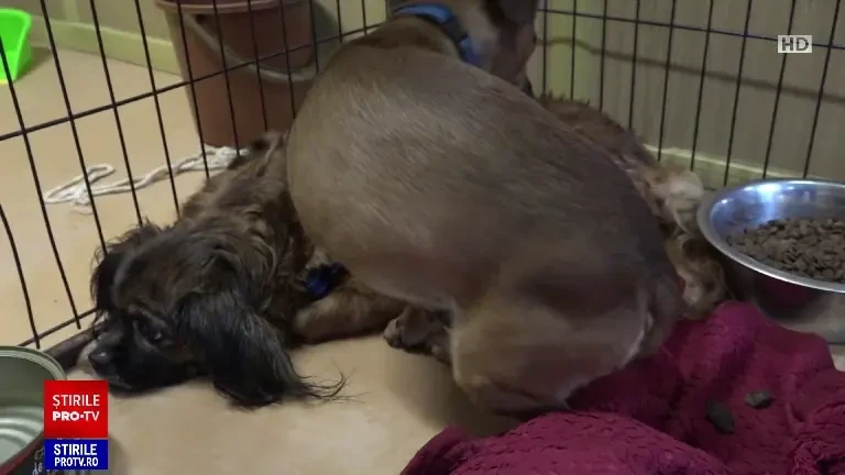 O bătrână moartă de zile întregi în casă, păzită de câinii ei. Soțul ei credea că doarme