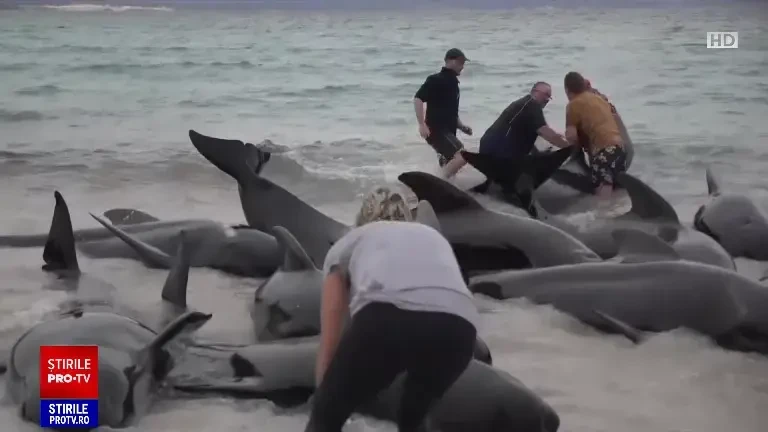 Zeci de balene cu un comportament bizar au murit după ce au eşuat pe o plajă din Australia. VIDEO
