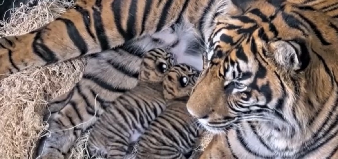 Doi pui de tigru de Sumatra, specie pe cale de dispariție, au venit pe lume la o grădină zoologică din San Diego