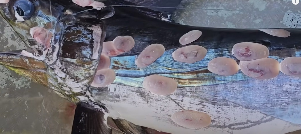 Creatura marină neobișnuită care i-a ieșit în cale unui pescar. Trupul său era plin de găuri ovale