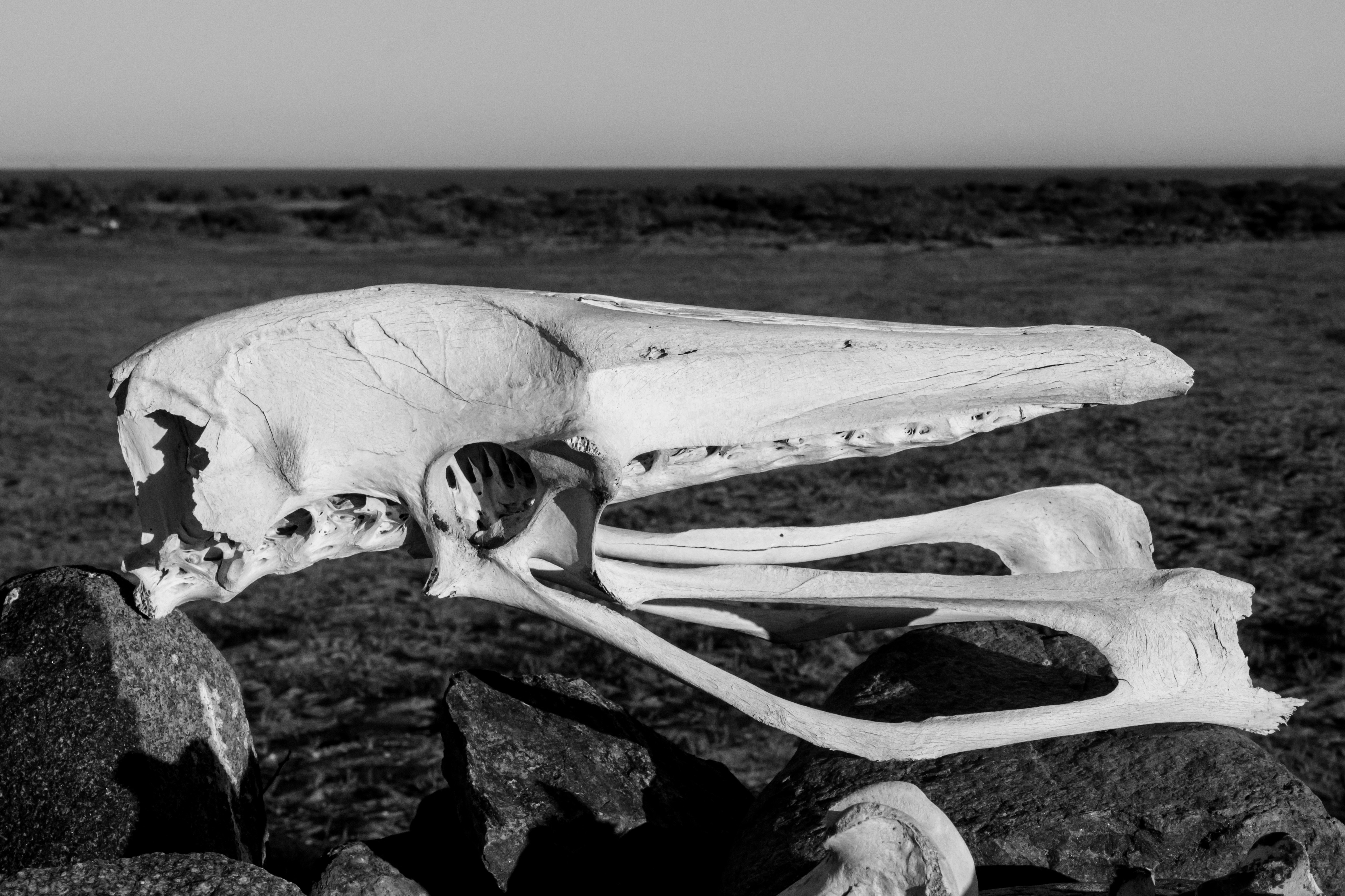 Descoperire șocantă în grădina unui localnic. Un bărbat a găsit un delfin preistoric în timp ce săpa o groapă pentru piscină