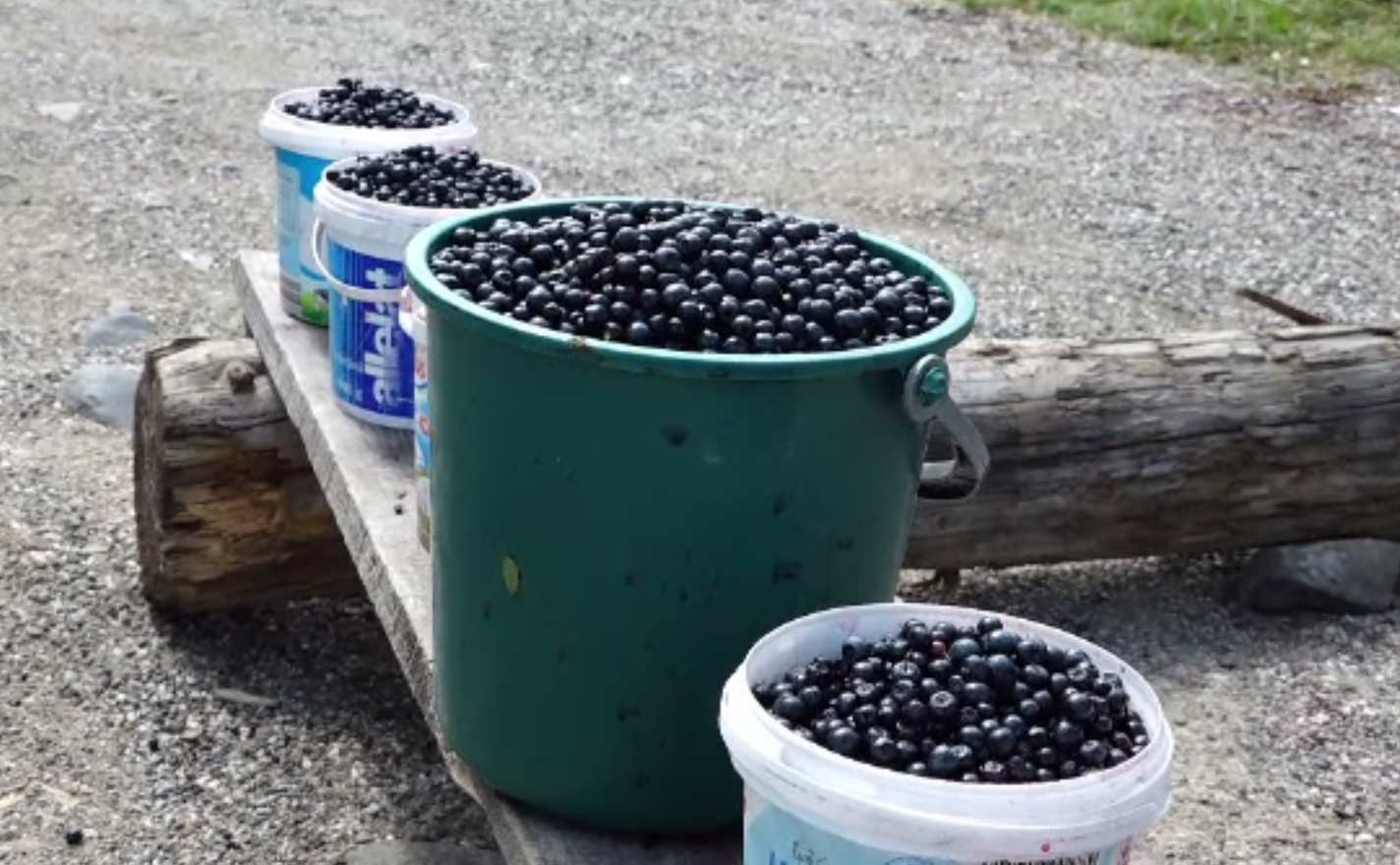 Fructele de pădure stau în depozite. Cum s-a ajuns să nu fie mai deloc căutate