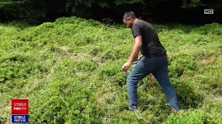 Fructele de pădure stau în depozite. Cum s-a ajuns să nu mai fie mai deloc căutate