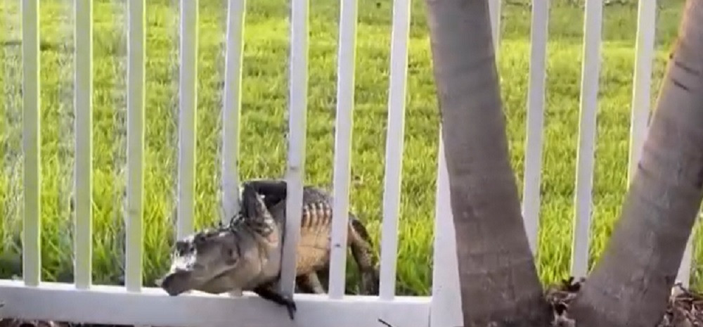 "Mi s-a părut că arată ca un morman de frunze". Reacția unui bărbat după ce un aligator a depus ouăle în grădina sa