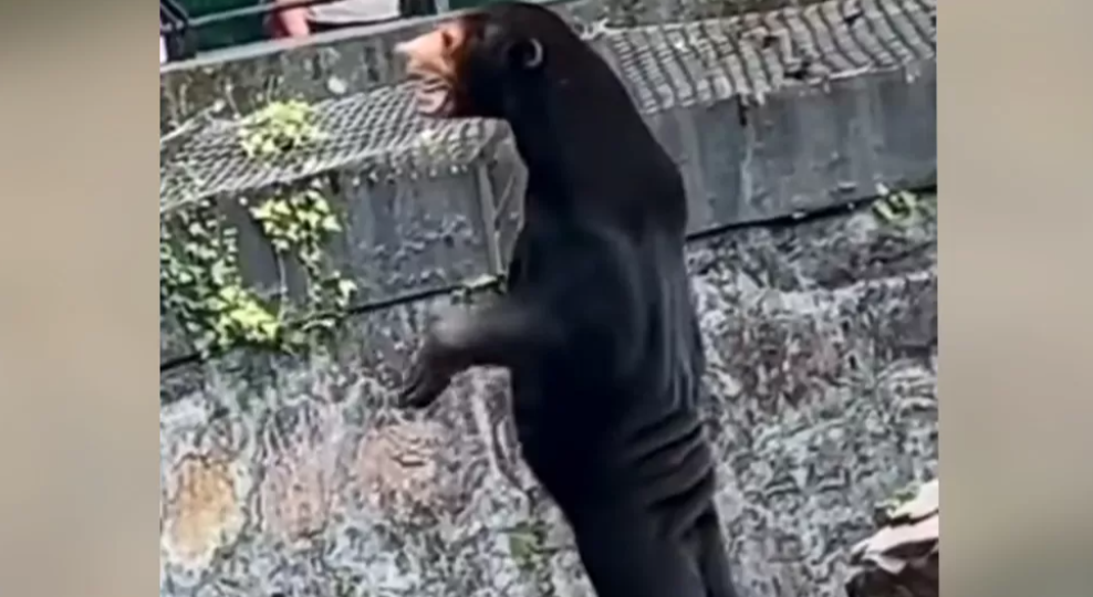 Urși reali sau oameni deghizați? Acuzațiile care i se aduc unei grădini zoologice după o filmare apărută pe internet. VIDEO