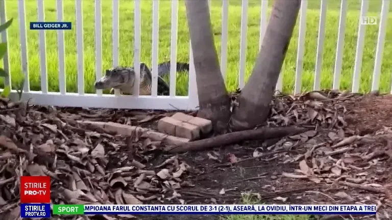 "Mi s-a părut că arată ca un morman de frunze". Reacția unui bărbat după ce un aligator a depus ouăle în grădina sa