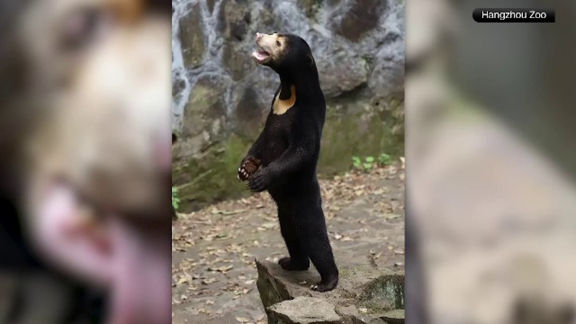 O grădină zoologică din China, acuzată că urșii pe care îi găzduiește sunt oameni în costume de urs