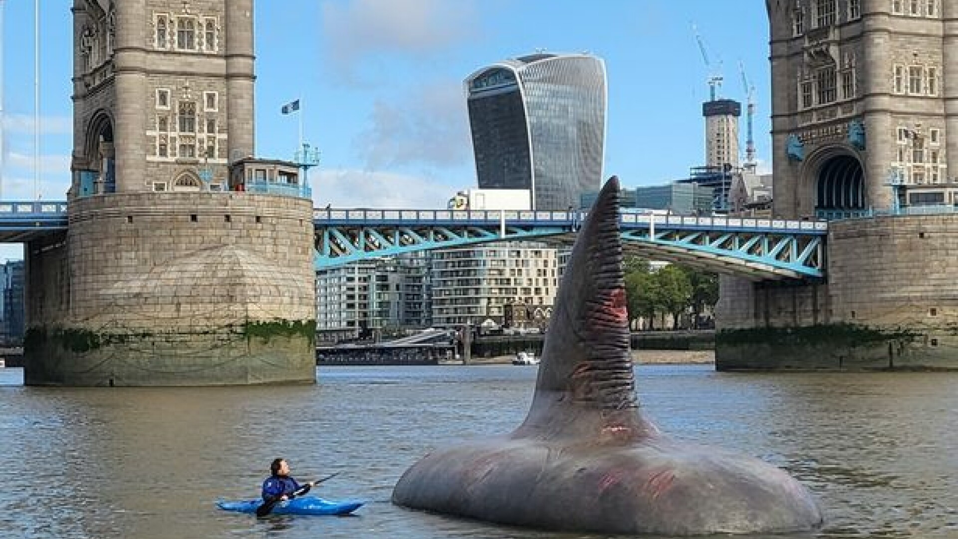 „Înotătoare uriașe au fost văzute plutind în râul Tamisa”. Oamenii au fost uimiți să afle ce erau de fapt