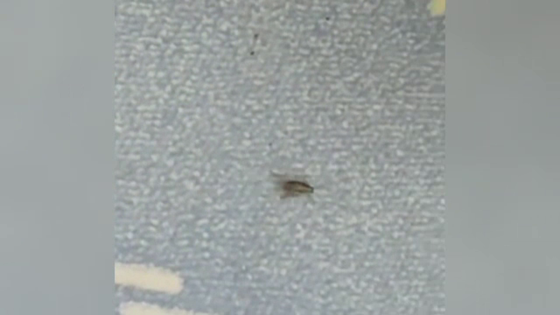 "Costică, te-am găsit Costică". Gândaci, saltele murdare, obiecte sanitare ruginite - așa se prezintă un campus din București