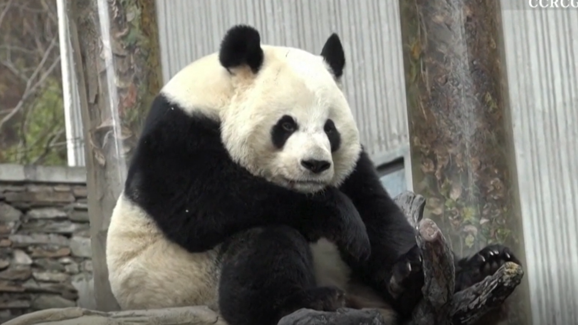Un urs panda a fost filmat în timp ce sughița fără oprire. VIDEO