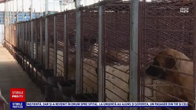 Coreea de Sud, țara care își face din animalele de companie friptură. Câți câini sunt sacrificați anual