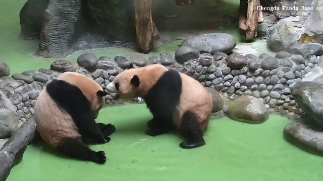 Distracție mare la un centru de cercetare a urșilor panda din China. Cum au fost surprinși doi dintre rezidenți