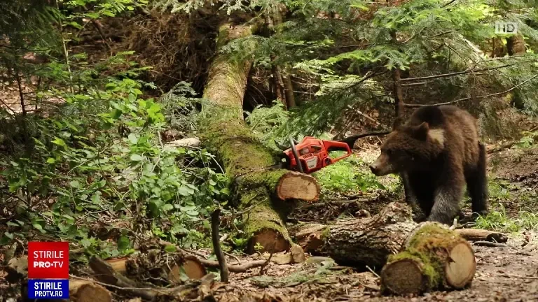 Cota urșilor care vor putea fi împușcați a fost redusă la jumătate. Nu vor putea fi vânați pentru trofee