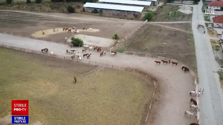 Herghelia din Mangalia, singura din țară care crește rasa pur sânge arab, nu are un veterinar permanent