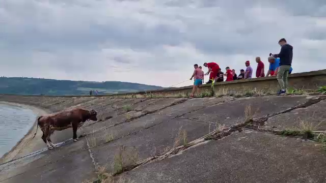 Operațiune dificilă de salvare pentru pompierii din Bacău. S-au chinuit o oră să salveze o vacă și doi tauri dintr-un lac