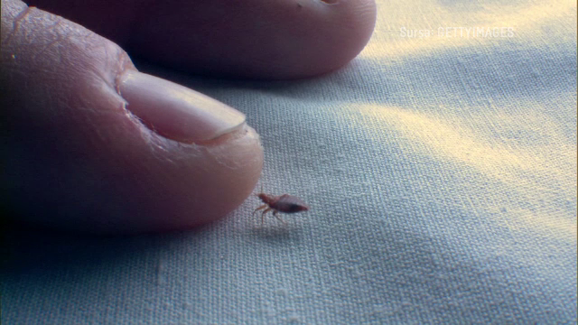 Cum combatem infestarea cu ploșnițe. Mai multe zone din țară sunt afectate de răspândirea insectelor