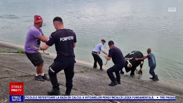 Operațiune dificilă de salvare pentru pompierii din Bacău. S-au chinuit o oră să salveze o vacă și doi tauri dintr-un lac