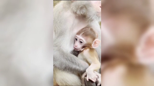 Moment emoționant la o grădină zoologică din Italia. Un pui de Macac și-a reîntâlnit mama după ce a fost furat | VIDEO