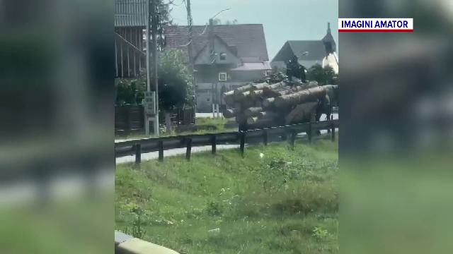 Inventivitate suceveană pusă în slujba furtului. Ca să evite confiscarea camioanelor, hoții de lemne folosesc căruțe tunate