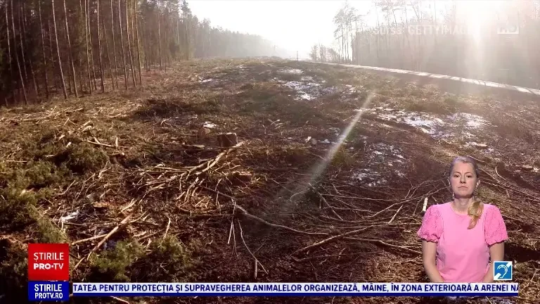 Hoții de lemne sunt de neoprit. Ministrul Mediului a propus să modifice Codul Silvic