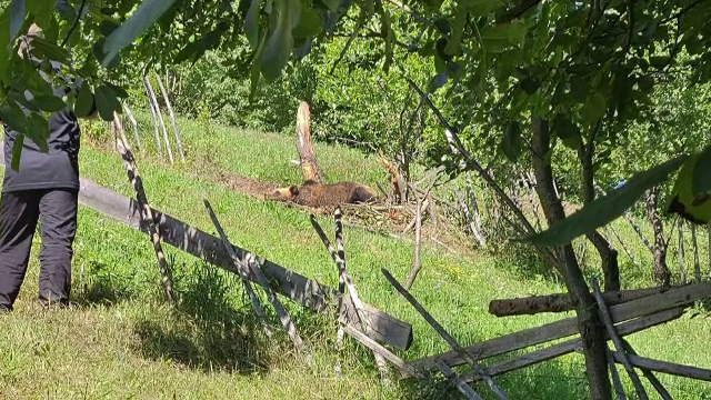 Un urs a fost împușcat într-o comună din Neamț. Cum s-a întâmplat