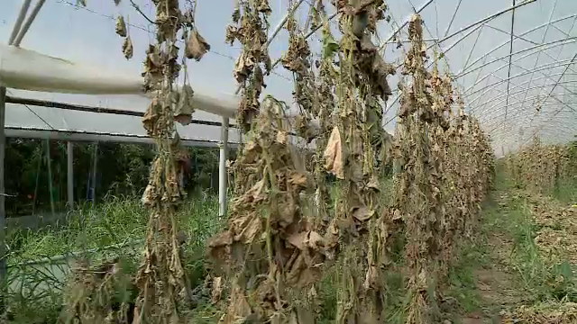 Cum afectează canicula culturile de legume. Plantele sunt distruse și de o insectă numită „molia tomatelor”