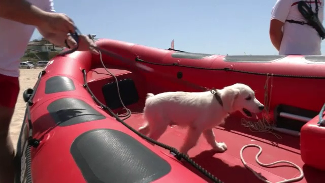 Primul câine salvamar al Crucii Roșii spaniole. Va ajuta persoanele cu dizabilități să se bucure de o baie în ocean