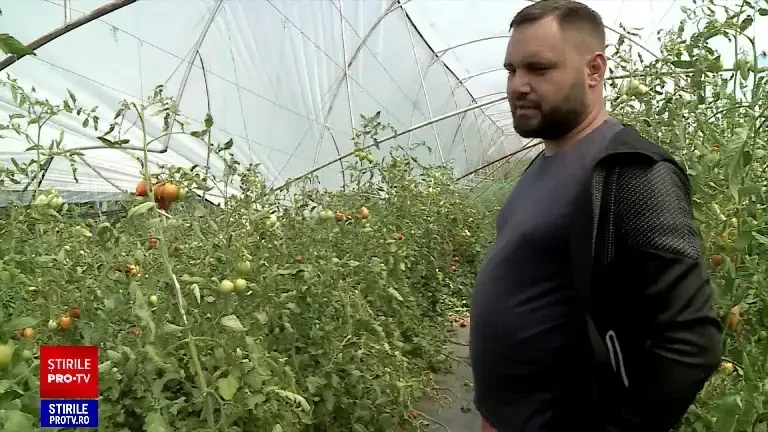 Cum afectează canicula culturile de legume. Plantele sunt distruse și de o insectă numită „molia tomatelor”