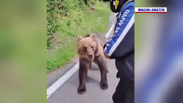 Gestul periculos făcut de mai mulți turiști din Bosnia, atunci când s-au întâlnit cu un urs pe Transfăgărășan