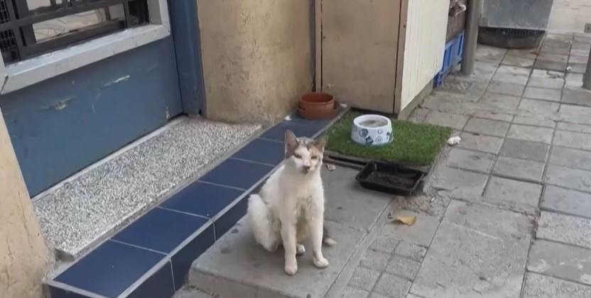 Peritonita infecțioasă felină face ravagii în Cipru. Zeci de mii de pisici au murit. Măsurile luate de autorități