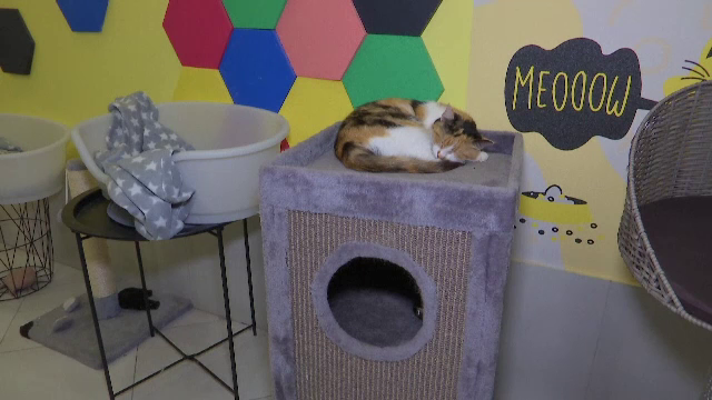 Voluntarii ucraineni încearcă să salveze animalele abandonate din cauza războiului