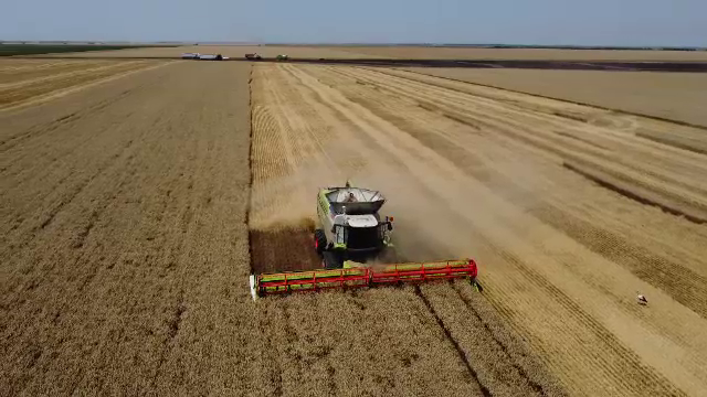 România are parte de un an agricol bun, se laudă oficialii din Agricultură. Grâul, regele cerealelor anul acesta