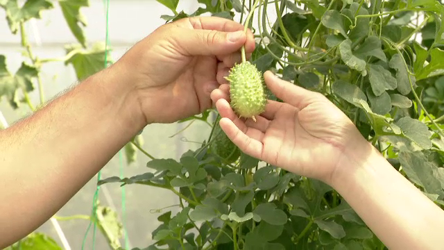 Plantele despre care puțini știu că sunt cultivate în România. „Am strâns semințe de unde nu te-ai putea gândi”