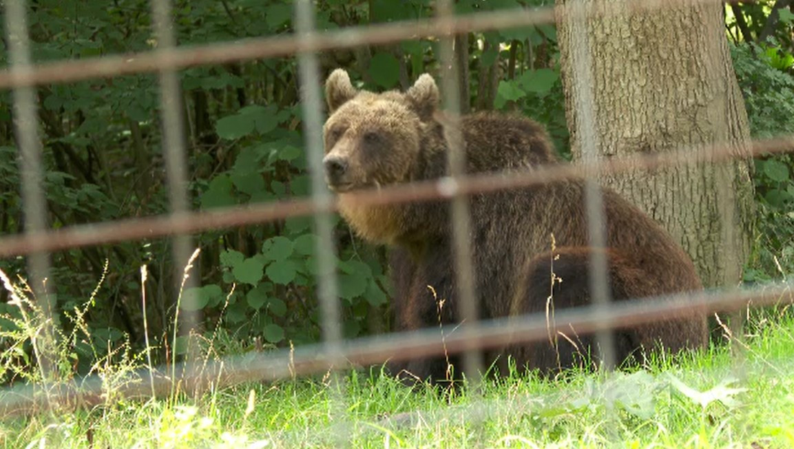 Un urs care s-a prins într-un laţ a fost găsit de un paznic de vânătoare în Hunedoara. Ce s-a întâmplat