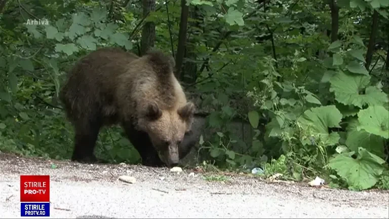 Un bărbat din Buzău a ajuns la spital după ce a fost atacat de o ursoaică cu pui