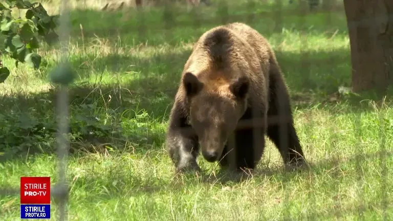 După 15 ani între gratii, Bolik, ursul refugiat în România, ar putea câștiga un concurs internațional. Premiul este uriaș