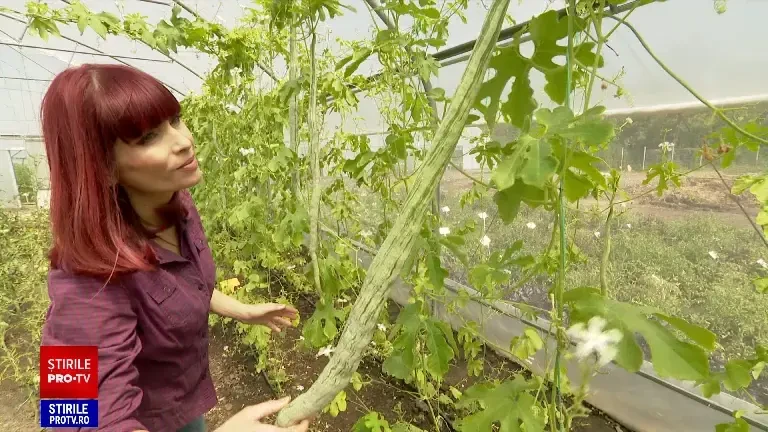 Plantele despre care puțini știu că sunt cultivate în România. „Am strâns semințe de unde nu te-ai putea gândi”