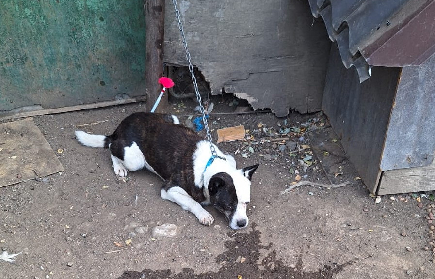 O femeie a fost mușcată de un câine pe o stradă din București. Ce pedeapsă riscă stăpânul animalului