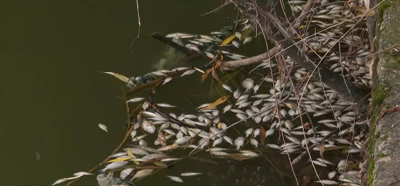 Mii de pești morți într-un lac din Cluj-Napoca. Cauza acestui dezastru ecologic