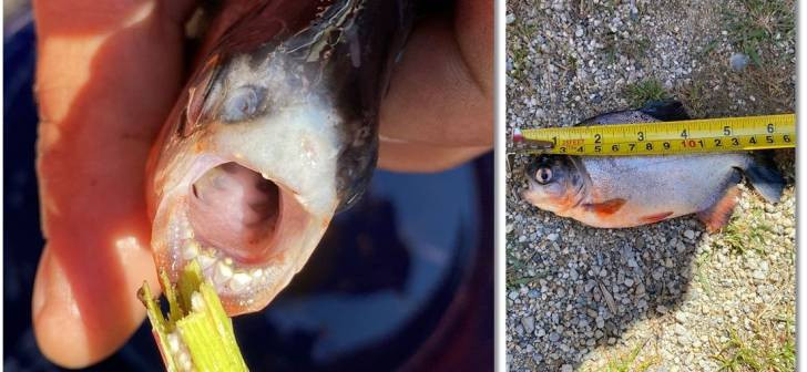 Captură neobișnuită în Timiș. Un pescar ar fi prins un Piranha