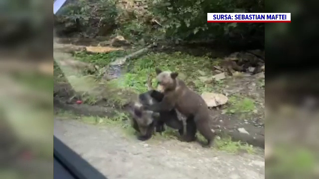 Doi ursuleți au făcut spectacol în fața unor turiști, pe Transfăgărășan. Momentele au fost filmate | Video