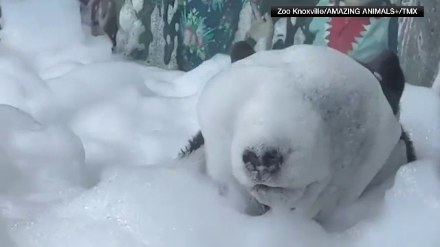 Cum arată un urs care face baie cu spumă. Cu multă spumă