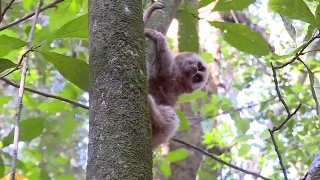 Cum arată singura maimuță veninoasă de pe Pământ. Există mai puțin de 100 de exemplare