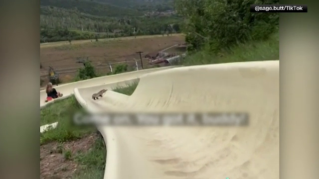 Cum a reacționat o tânără căreia i-a ieșit un bursuc în față în timp ce se dădea pe tobogan