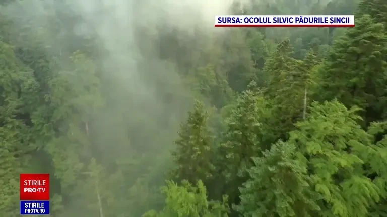 România face pași în direcția protejării pădurilor virgine. Statul dă bani primăriilor care au în patrimoniu păduri protejate