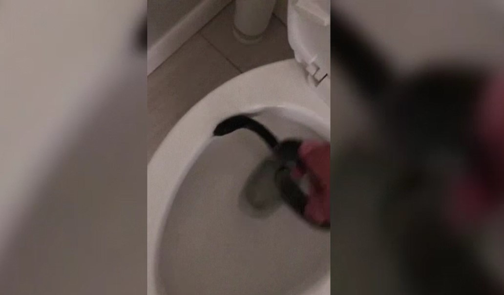 O femeie a găsit un șarpe în vasul de la toaletă. Tatăl ei a încercat, fără succes, să scoată reptila afară. Ce a urmat