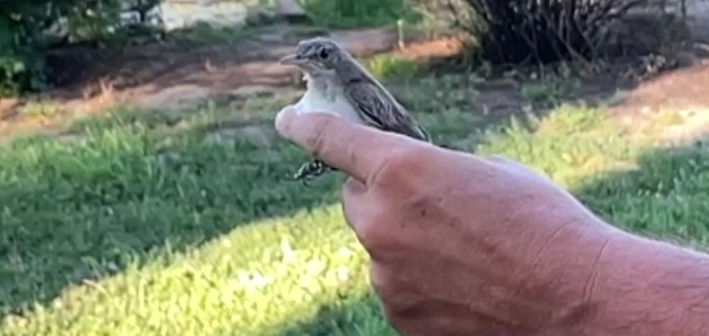 O nouă specie de pasăre a fost descoperită în România. Primele informații despre ”Frunzărița balcanică”