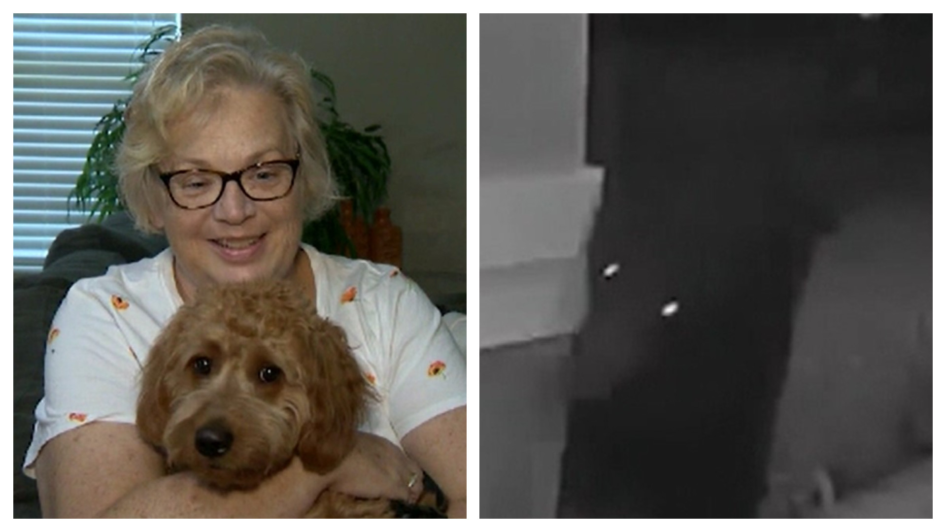 O bătrână a pus pe fugă un urs cu care a dat nas în nas când a vrut să iasă din casă. "Gina, doar tu puteai țipa așa!"