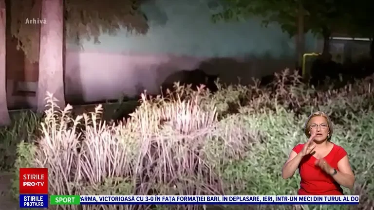 Alertă în Ploiești din cauza unui urs care dă târcoale orașului de câteva săptămâni. Animalul este căutat cu drona