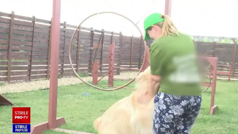 Cum arată pensiunile și hotelurile pentru animale de companie din România. Serviciile oferite de acestea s-au diversificat